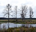 Florida Natural Wetlands Preserves