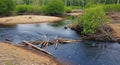 Natural Beaver Dam Construction in a Serene Forest Stream Royalty Free Stock Photo