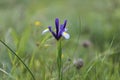 Natural biodiversity. Iris plant in the field.