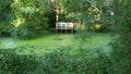 Natural biotope, romantic terrace overlooking a green duckweed pond Lemna Magnoliopsida Royalty Free Stock Photo