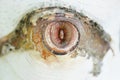 Natural birch tree marking resembling a human eye Royalty Free Stock Photo