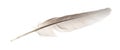 Natural bird feathers isolated on a white background. pigeon and goose feathers close-up Royalty Free Stock Photo