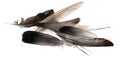 Natural bird feathers isolated on a white background. pile pigeon and goose feathers close-up