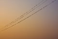 Natural bird stay in electrical line Royalty Free Stock Photo
