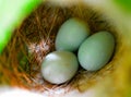 Natural birds eggs in nest Royalty Free Stock Photo