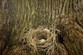 Natural Birds Nest