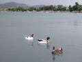 Natural birds in water with group and fully natural photo