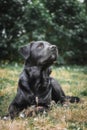 Natural black dog in the garden on a sunny day in front of the house Royalty Free Stock Photo