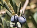 Close up natural black olive trees on a sunny day Royalty Free Stock Photo