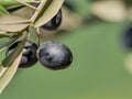 Natural black olives on a sunny day and unfocused background Royalty Free Stock Photo