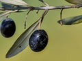 Branch with natural black olive trees and unfocused background Royalty Free Stock Photo