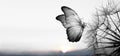 Natural black and white background. Morpho butterfly and dandelion. Seeds of a dandelion flower in droplets of dew on a background