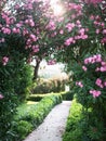 Natural blooming arch over the path in the garden