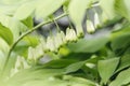 Natural blooming background , forest plant - Solomon`s seal , Polygonatum odoratum, Angular Solomon`s-seal