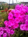 Natural blooming rose bouquet in the garden