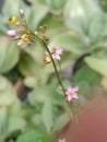 Natural blossom flowers greean Royalty Free Stock Photo