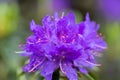 Blossom of isolated violet rhododendron plant Royalty Free Stock Photo