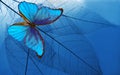 Natural blue background. bright blue tropical morpho butterfly and skeletonized leaves. copy space