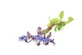 Natural blue Borage Royalty Free Stock Photo