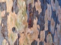 Natural Blue Gum Bark Abstract Pattern Royalty Free Stock Photo