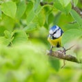 Blue tit bird parus caeruleus in green foliage with caterpillar in beak Royalty Free Stock Photo