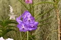 Natural blue and white bunch of orchids