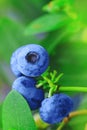 Natural Blueberry branch with blue ripe blueberries. Real ripe blueberry branch on a blueberry bush. Blueberry field, orchard or g