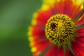 Natural blur green background with orange-red flowers, blurred i Royalty Free Stock Photo