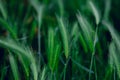 Natural blurred background with green triticale plants Royalty Free Stock Photo