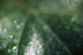 Natural blurred dark green background out of focus, close-up of a leaf with water drops, bokeh effect Royalty Free Stock Photo