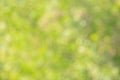 Natural blurred greenery, tree leaves defocused. Defocus lights of plants Royalty Free Stock Photo