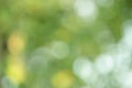 Natural blurred greenery, tree leaves defocused. Defocus lights of plants Royalty Free Stock Photo
