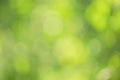 Natural blurred greenery, tree leaves defocused. Defocus lights of plants Royalty Free Stock Photo