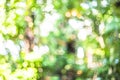 Natural bokeh background, Fresh healthy green bio background with abstract blurred foliage and bright summer sunlight Royalty Free Stock Photo