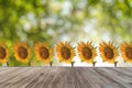 Natural Bokeh and light background with wooden table and sunflower in the park.