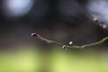 Natural bokeh of young buds for poetic springtime view