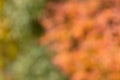 Natural bold colors orange and green from a blurred photo of of leaves and bushes in autumn