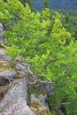 Natural bonsai of beech tree in Pyrenees