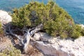 Natural bonsai on the rocks of Cyprus. Royalty Free Stock Photo