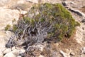 Natural bonsai on the rocks of Cyprus. Royalty Free Stock Photo