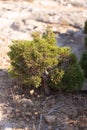 Natural bonsai on the rocks of Cyprus. Royalty Free Stock Photo