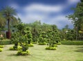 Natural bonsai tree garden