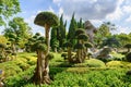 Natural bonsai tree garden Lush green parks.