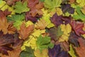 Full frame image of the bright colorful maple leaves, close up view