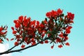 Bouquet of blooming flame tree flowers Royalty Free Stock Photo
