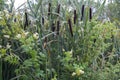 Natural bouquet of reed and various bushes on humid soil