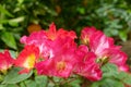 A natural bouquet of wild red rose flowers on blurred garden background