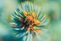 Natural branch Christmas blue spruce tree with needles growing in Xmas forest. Macro photography, extreme close-up view Royalty Free Stock Photo