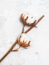 natural branch of dried cotton plant on gray Royalty Free Stock Photo