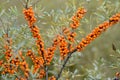 Natural Branch of orange sea buckthorn berries Royalty Free Stock Photo